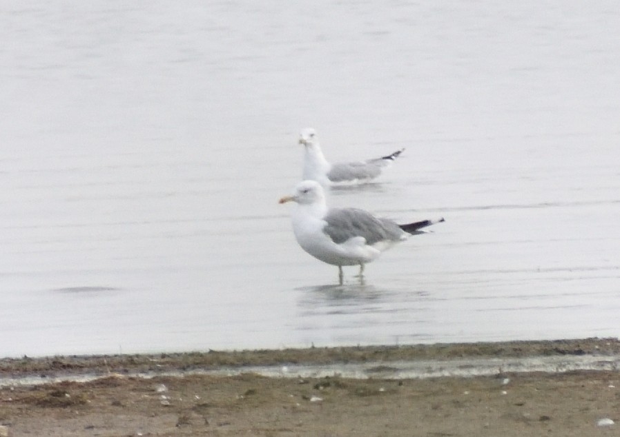 California Gull - ML643196483
