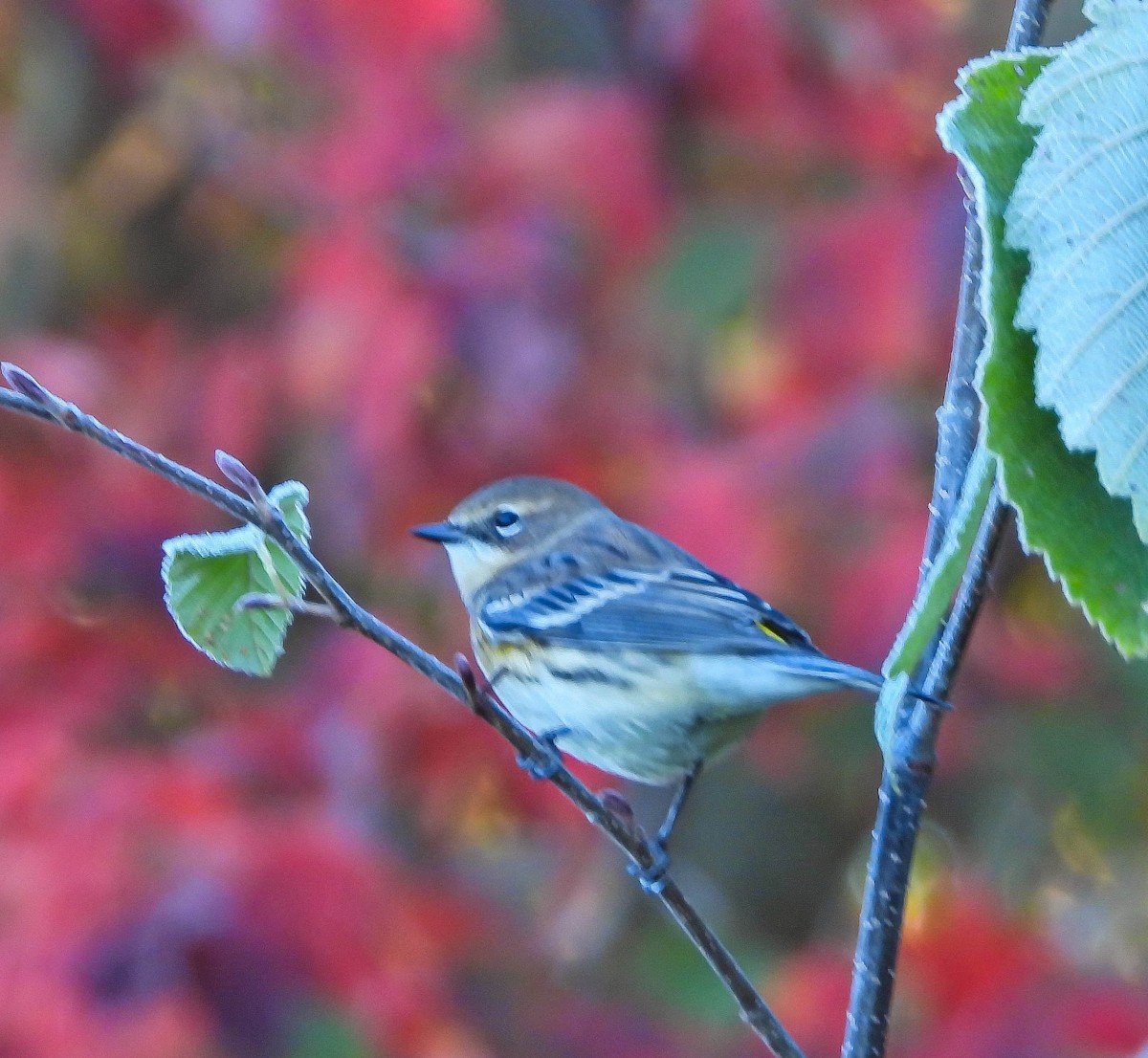 Yellow-rumped Warbler - ML643196485