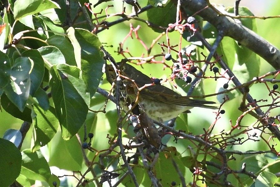 Swainson's Thrush - ML643196486