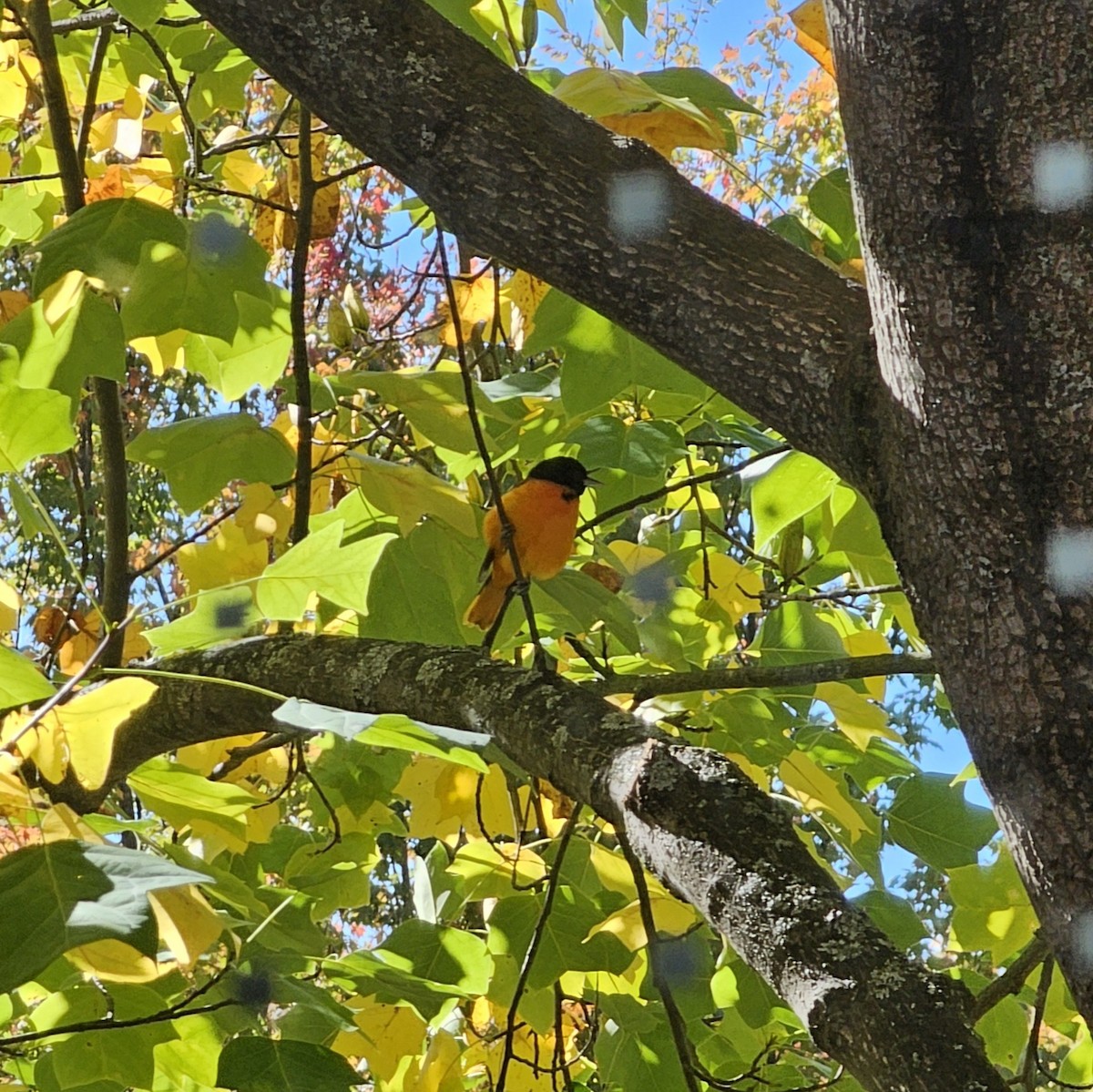 Baltimore Oriole - ML643196487