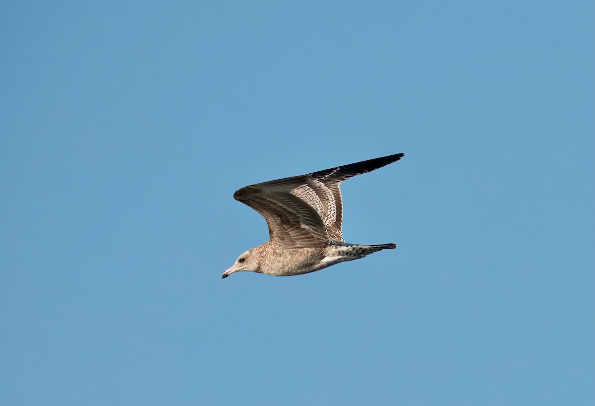 California Gull - ML643196488