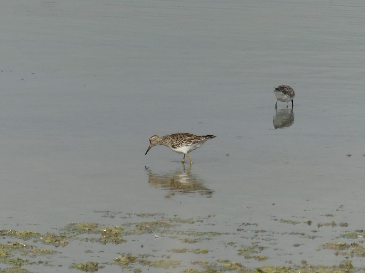 Pectoral Sandpiper - ML643196489