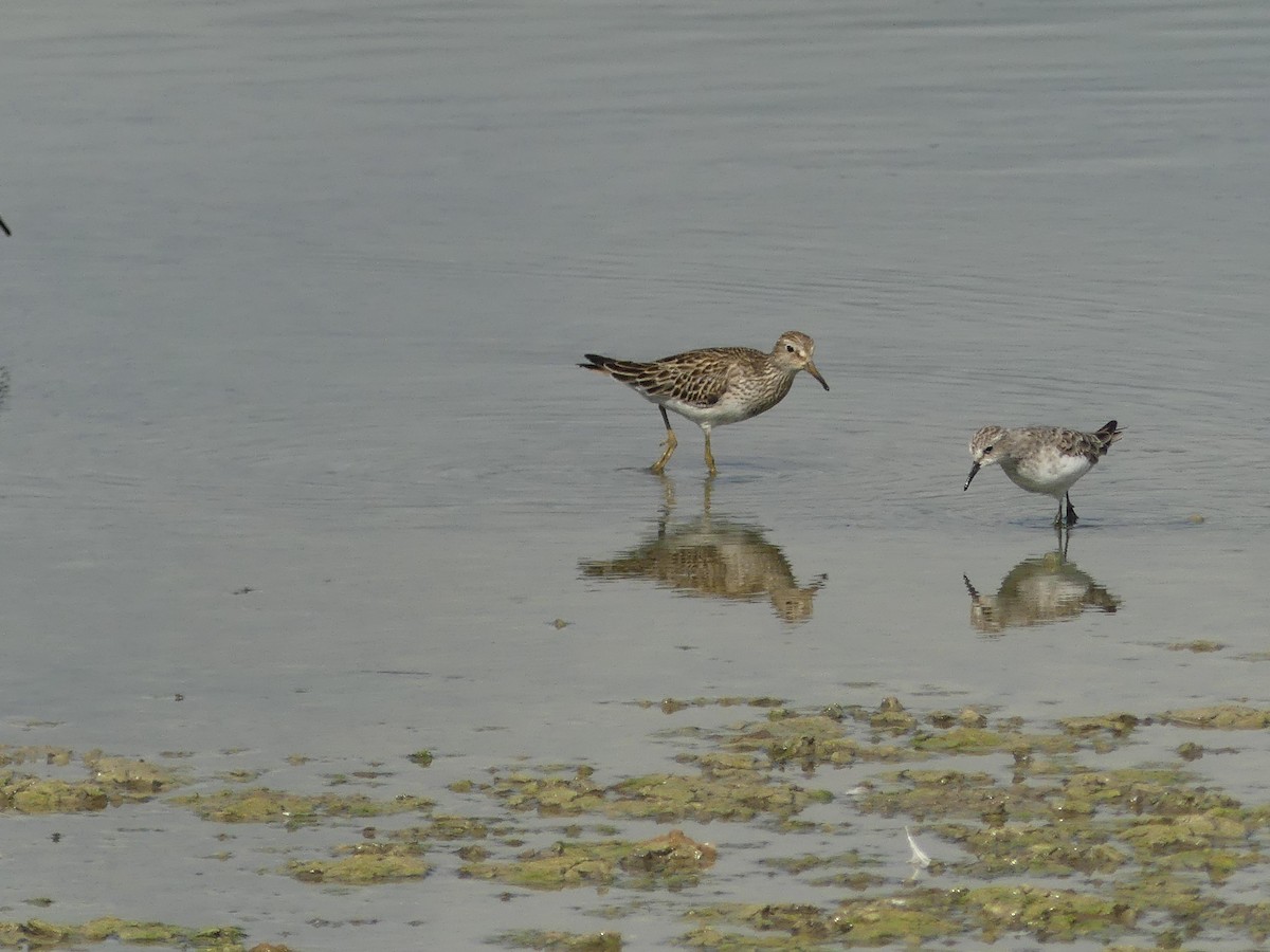 Pectoral Sandpiper - ML643196490