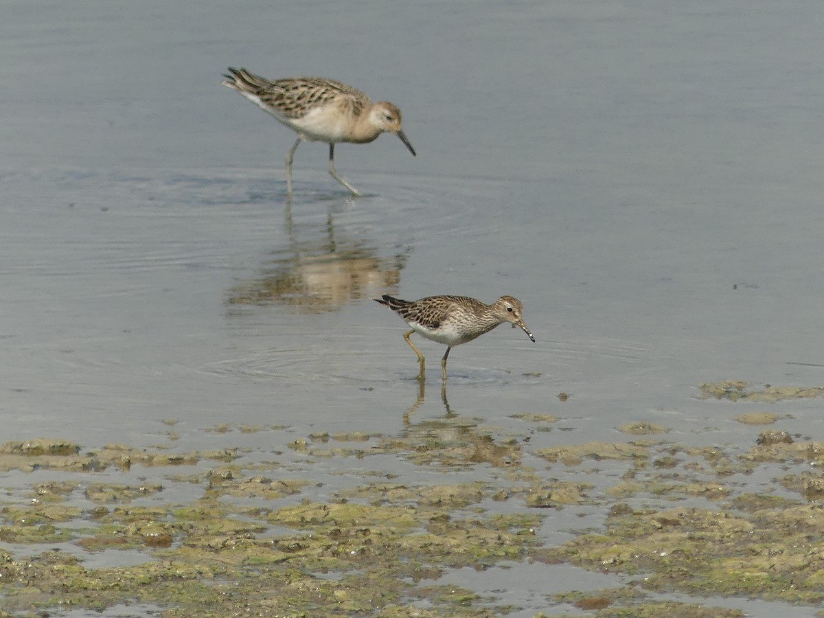 Pectoral Sandpiper - ML643196491