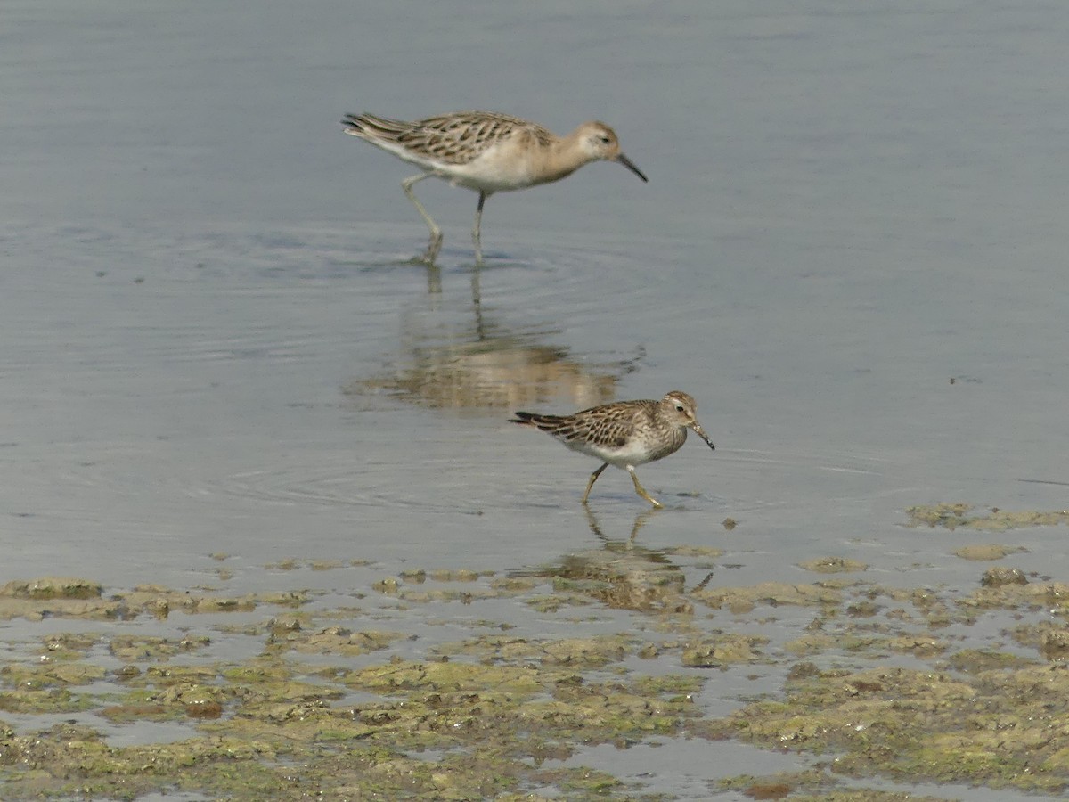 Pectoral Sandpiper - ML643196492