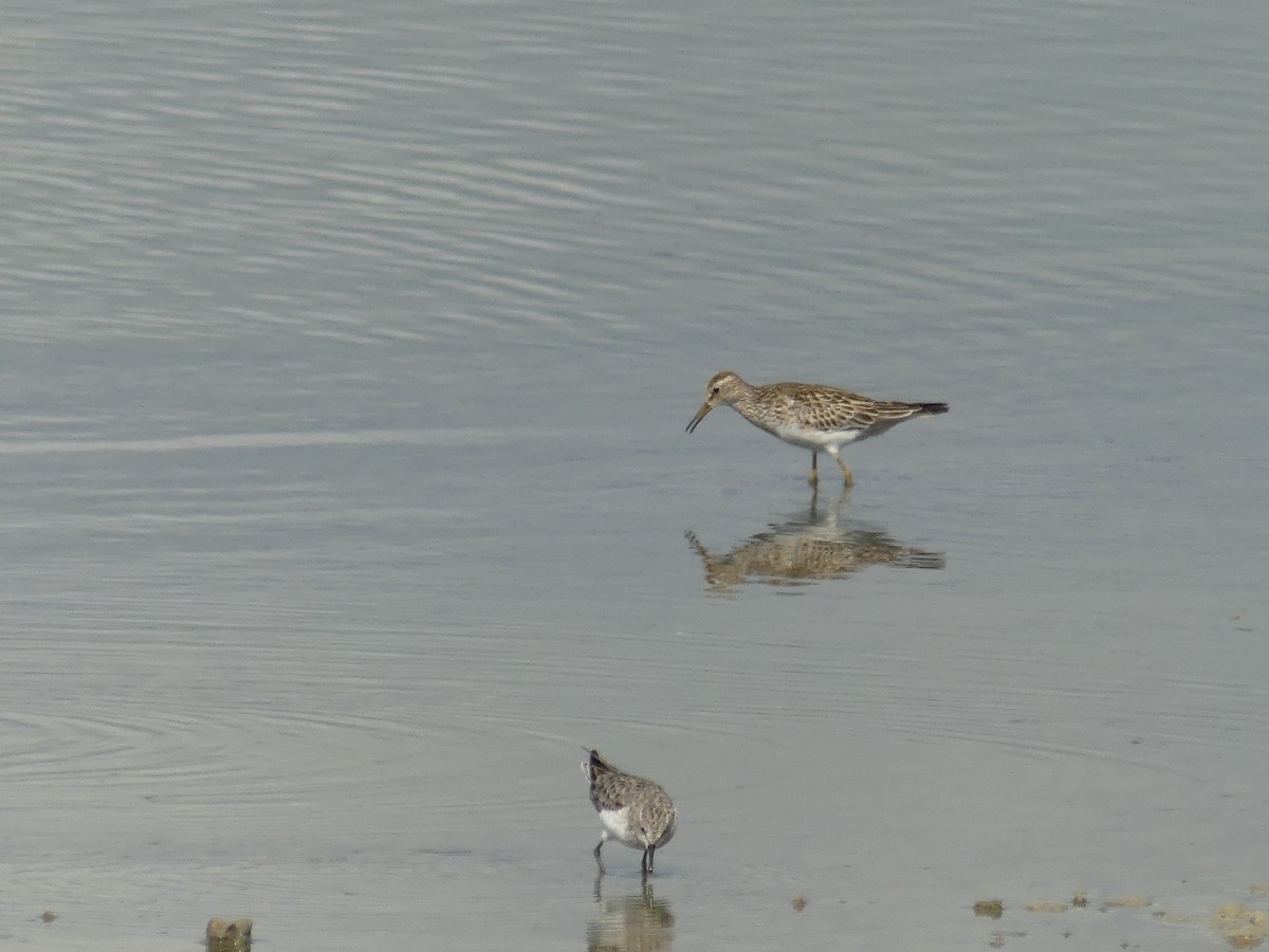 Pectoral Sandpiper - ML643196493