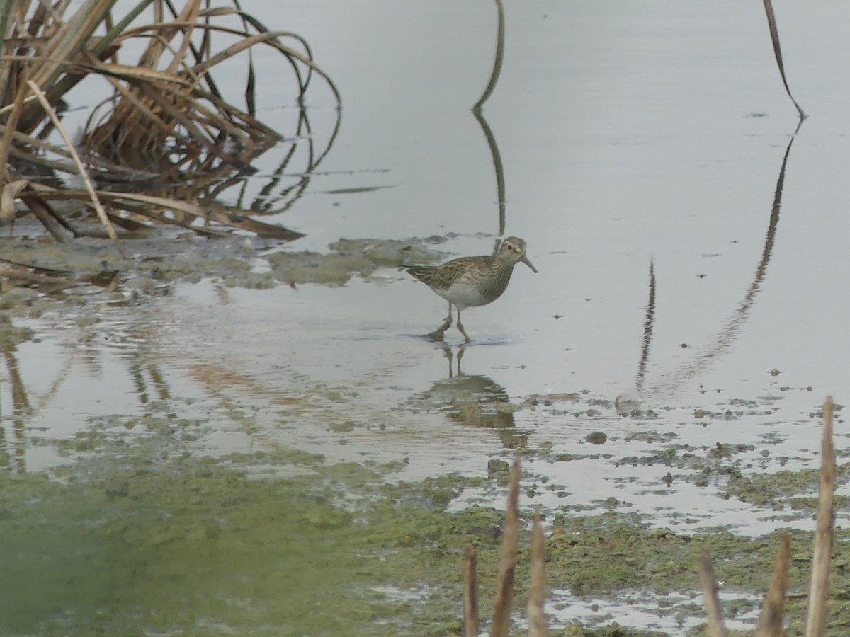 Pectoral Sandpiper - ML643196494