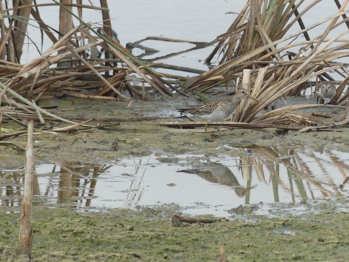 Pectoral Sandpiper - ML643196495