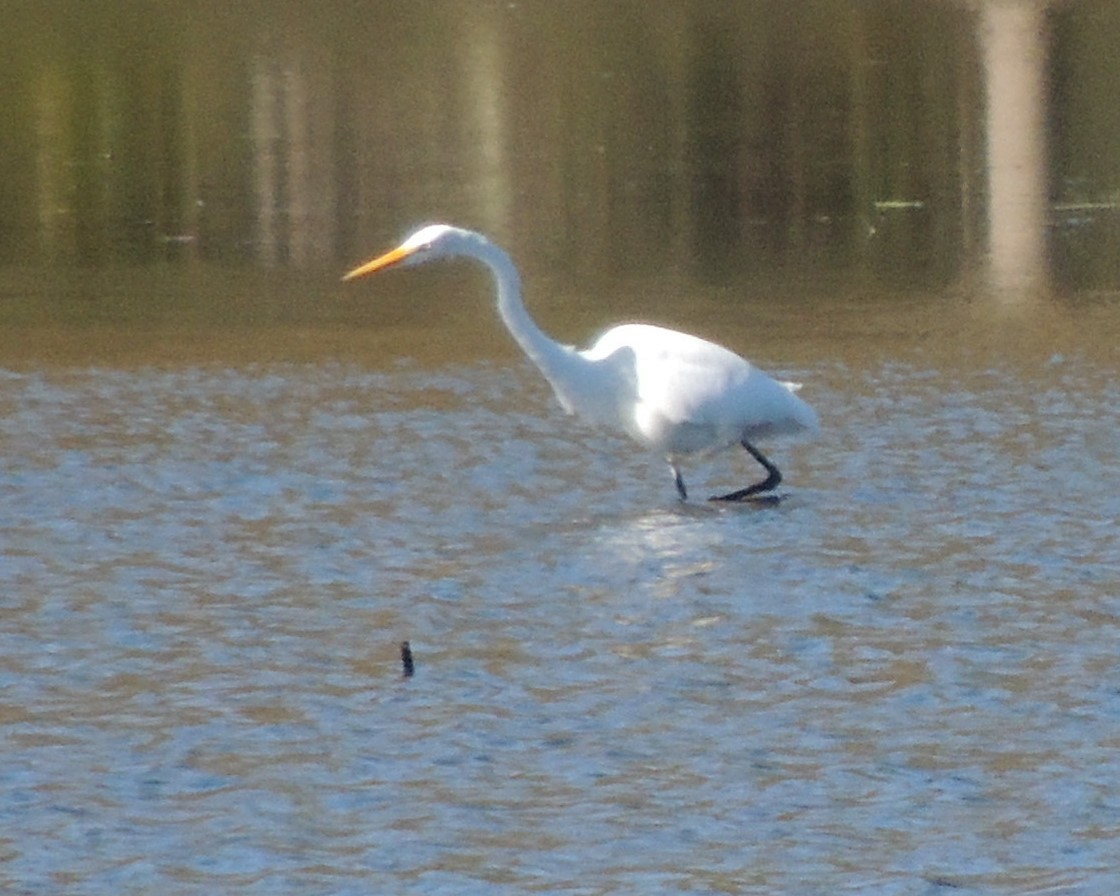 Great Egret - ML643196496