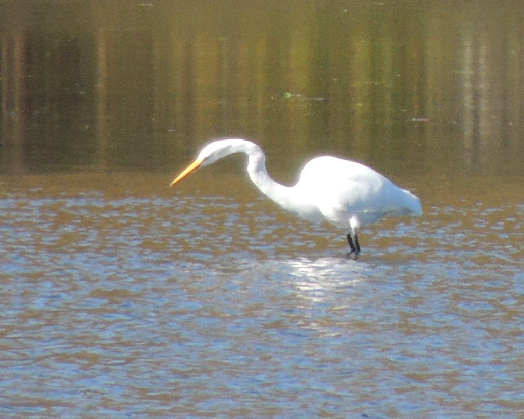Great Egret - ML643196497