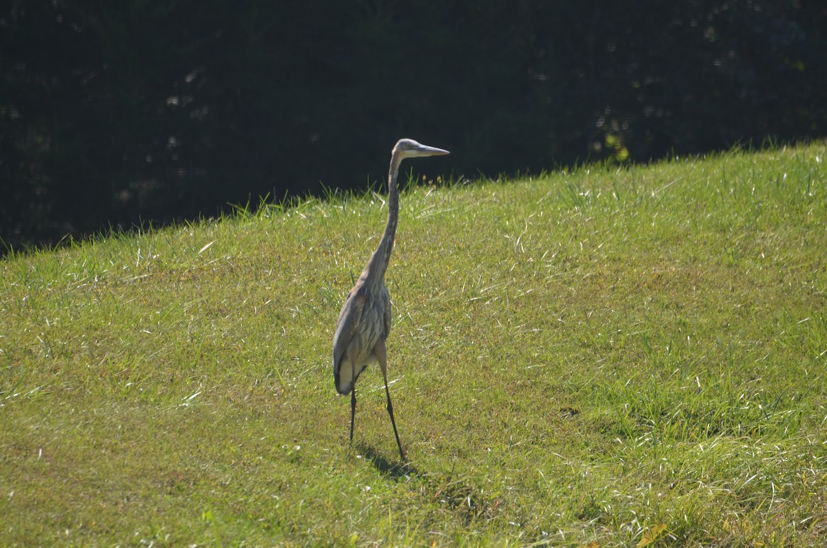 Great Blue Heron - ML643196498