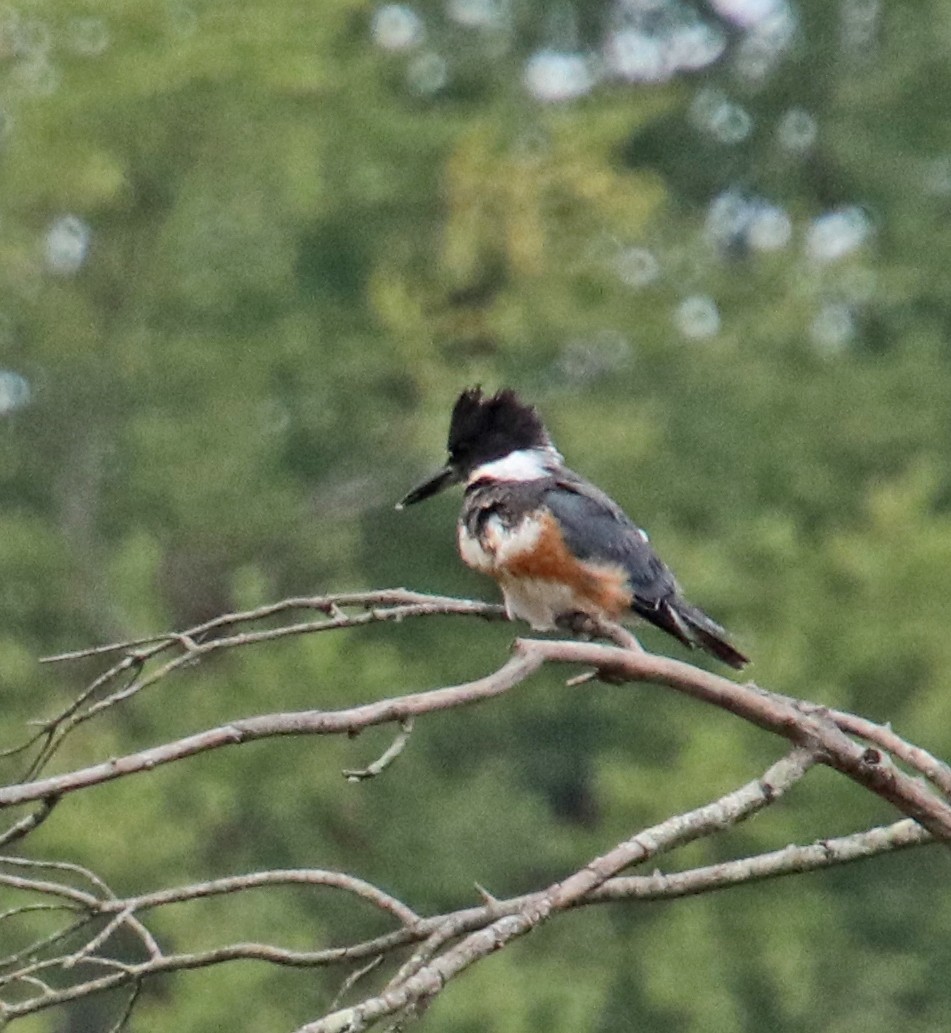 Belted Kingfisher - ML643196499