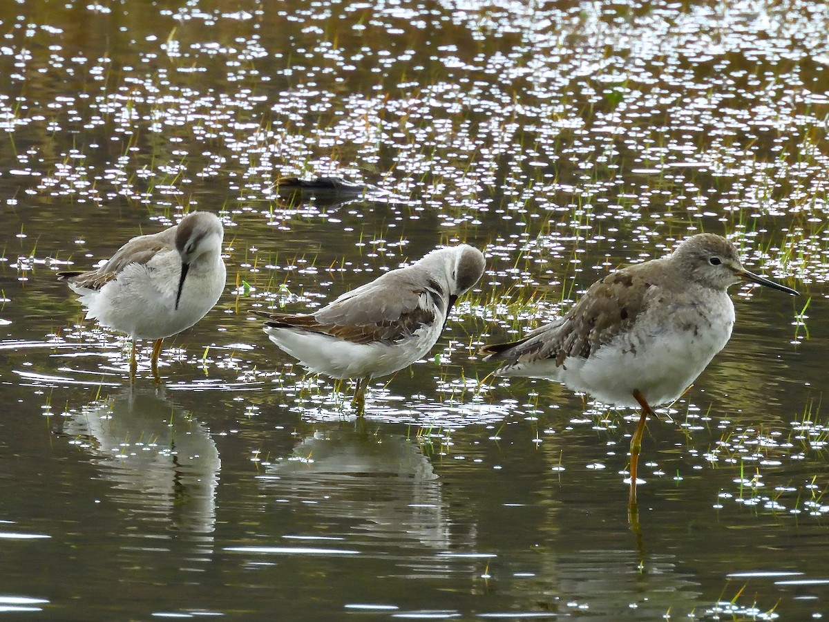 Wilson's Phalarope - ML643196500