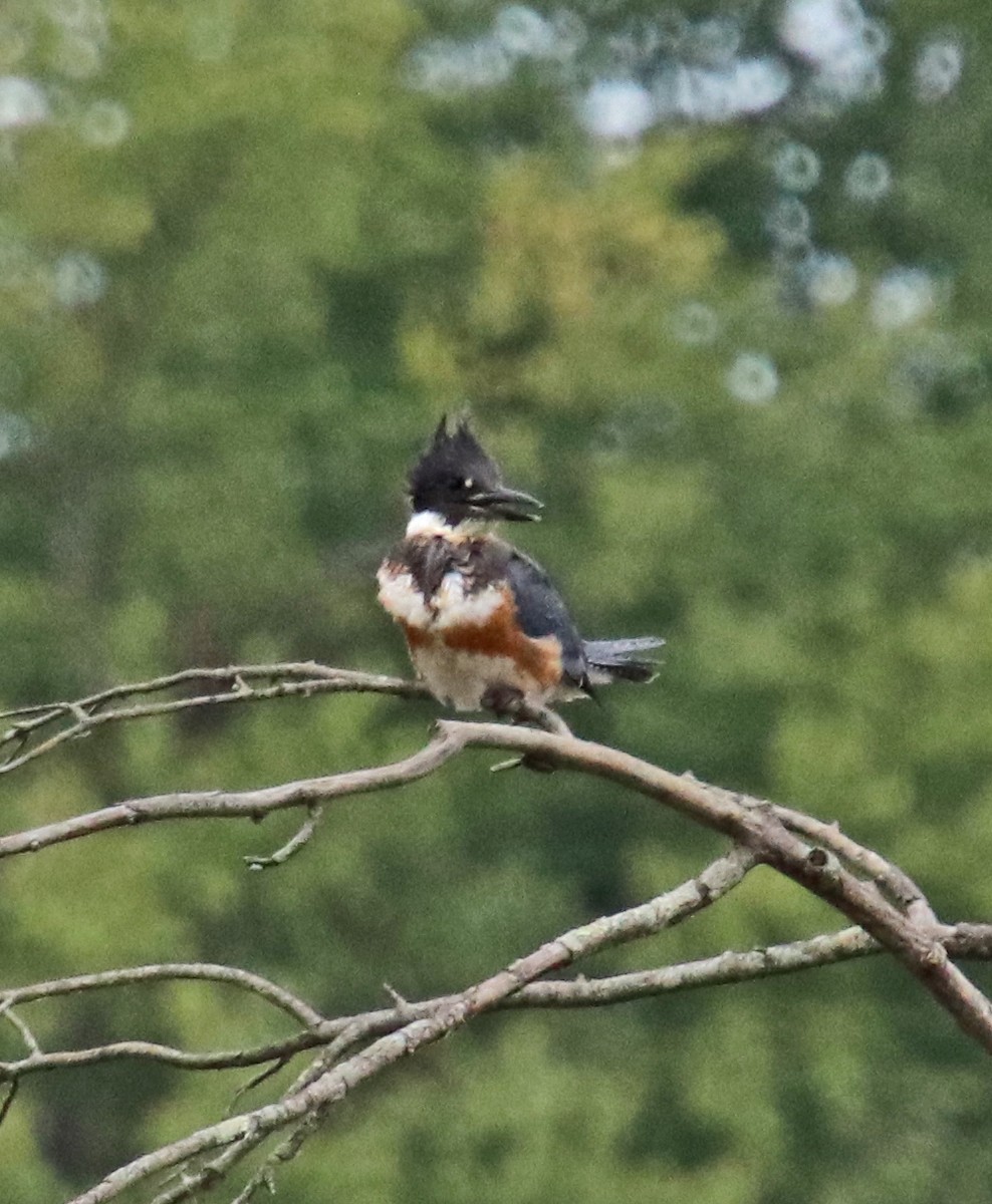 Belted Kingfisher - ML643196501