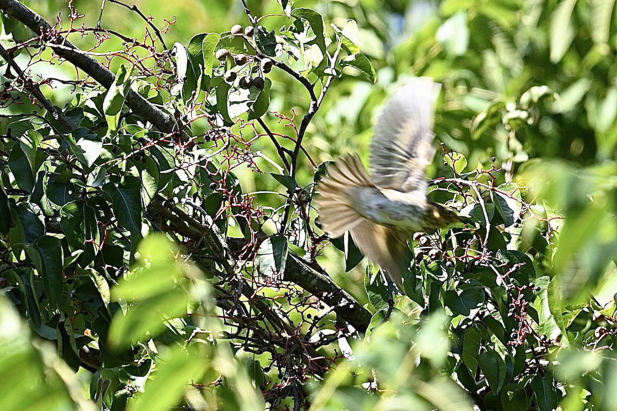 Swainson's Thrush - ML643196502