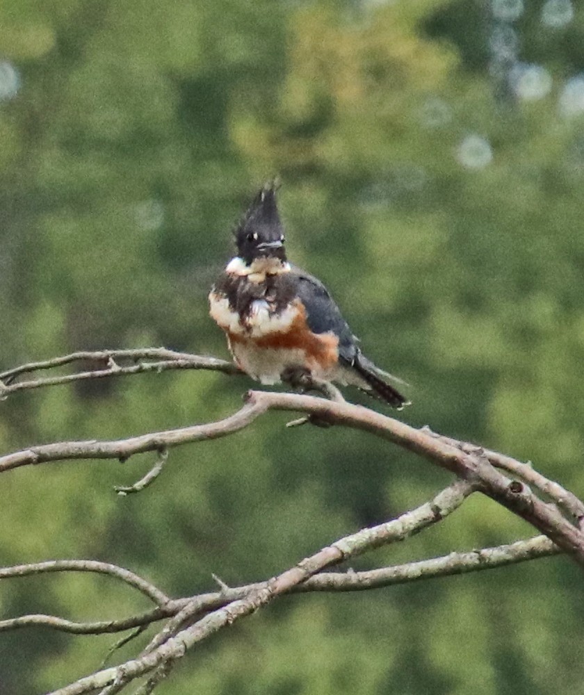 Belted Kingfisher - ML643196503