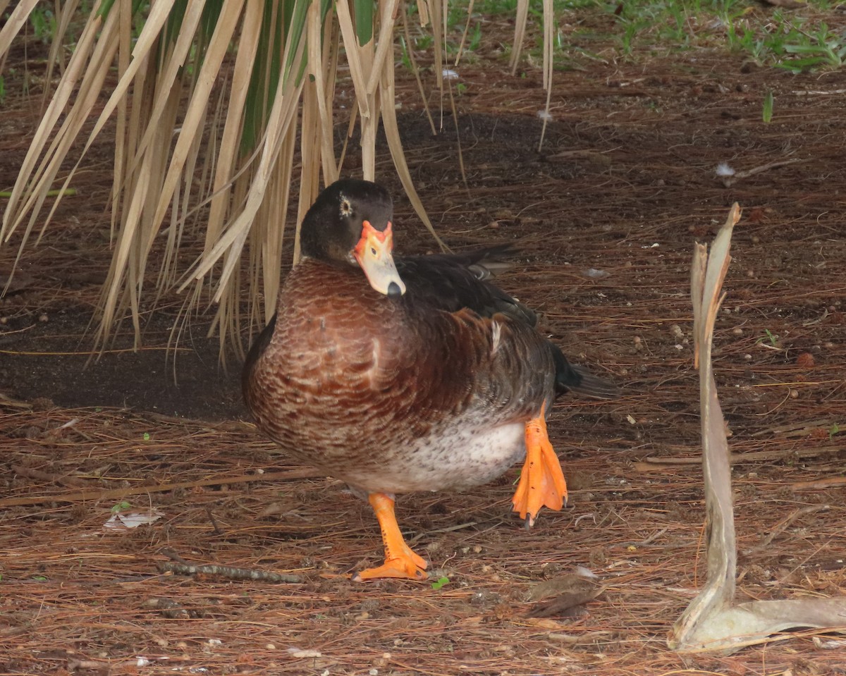 Muscovy Duck x Mallard (hybrid) - ML643196505