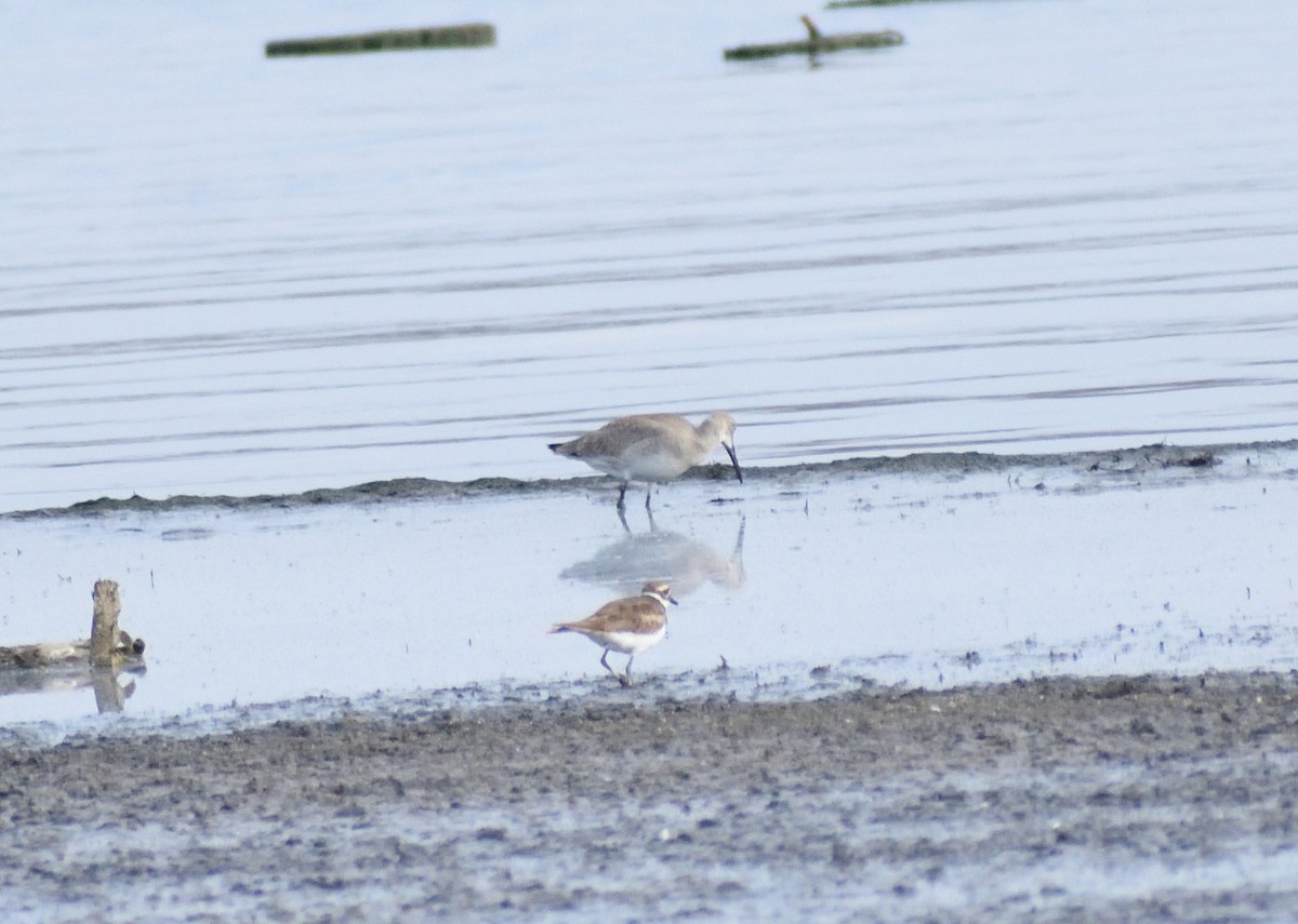 Willet - ML643196506