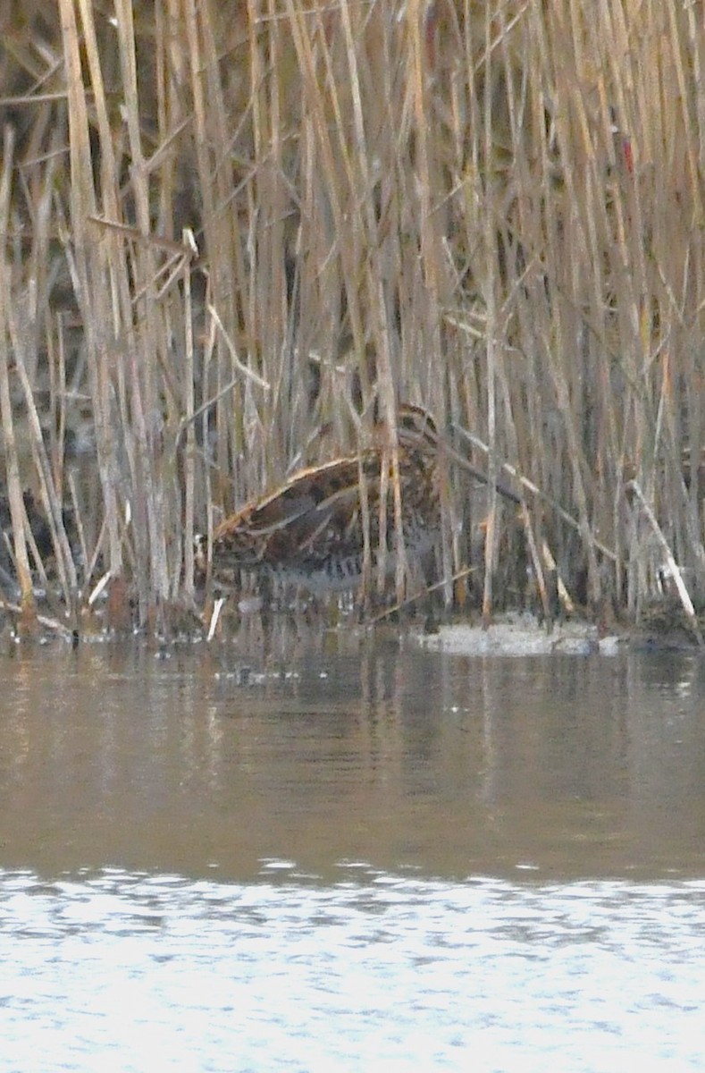 Common Snipe - ML643196507