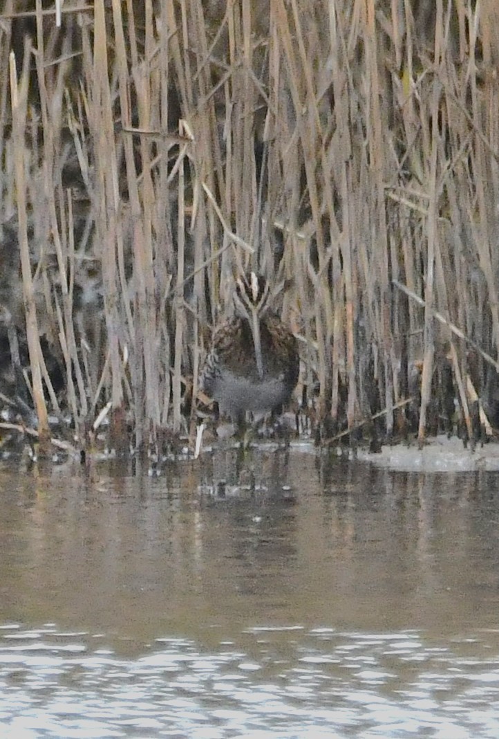 Common Snipe - ML643196508