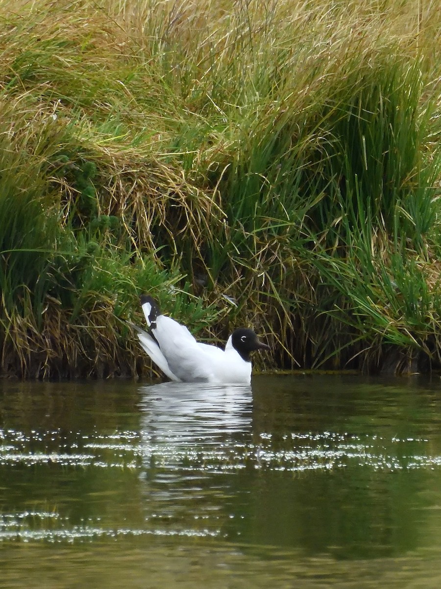 Andean Gull - ML643196512