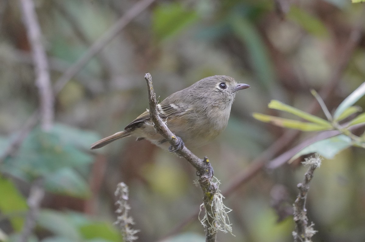 eikevireo - ML643196516