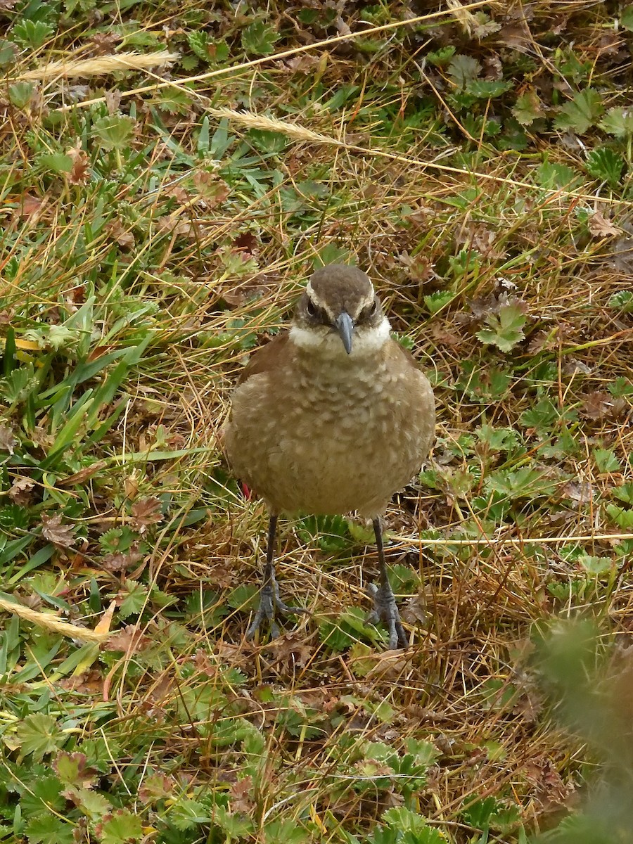 Stout-billed Cinclodes - ML643196519