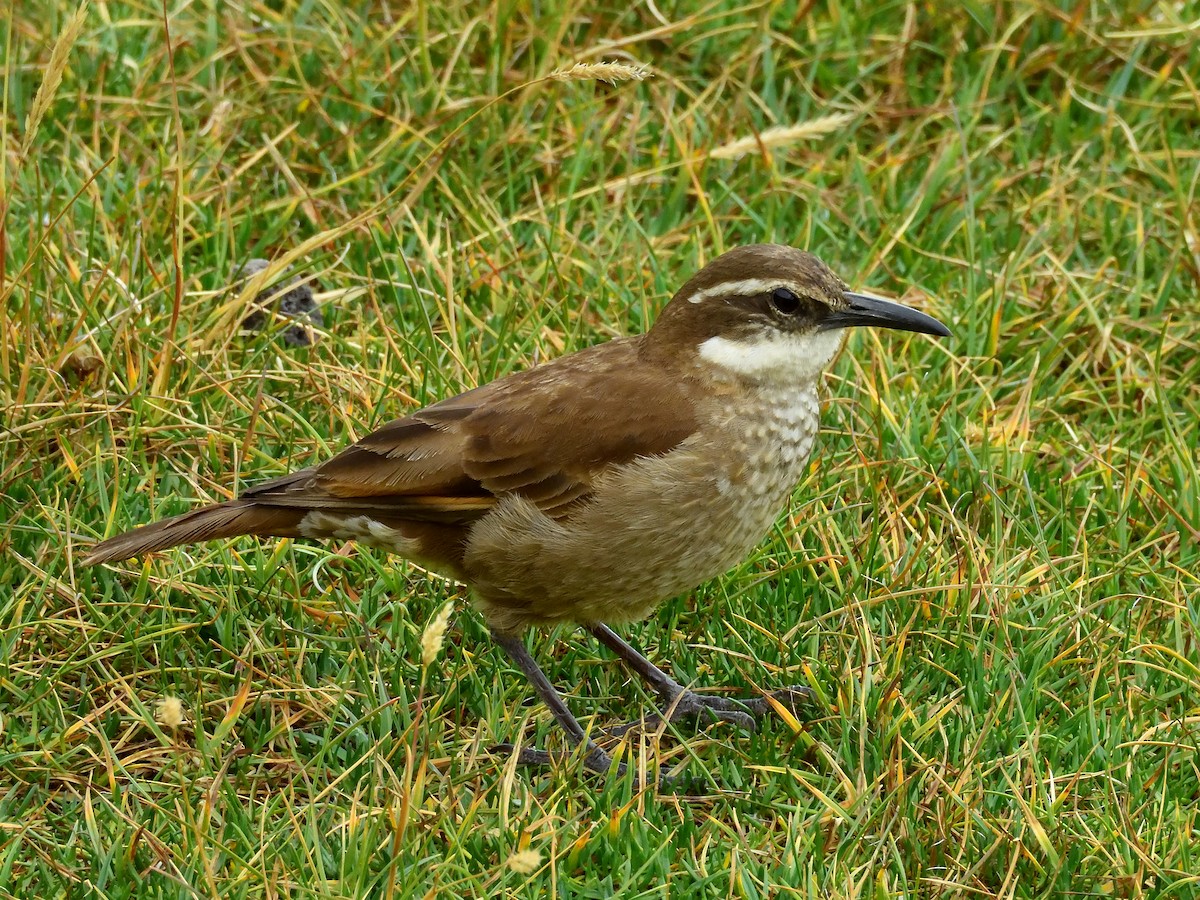 Stout-billed Cinclodes - ML643196520