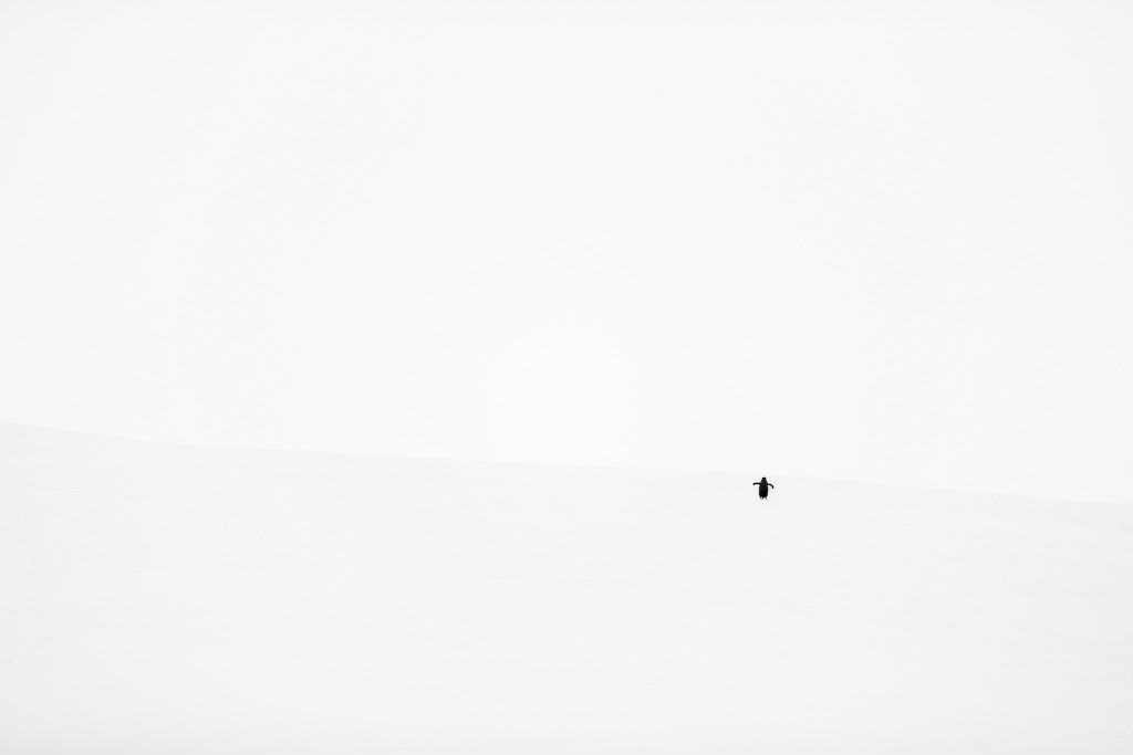 Chinstrap Penguin - ML643196539