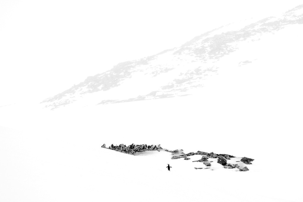 Chinstrap Penguin - ML643196540