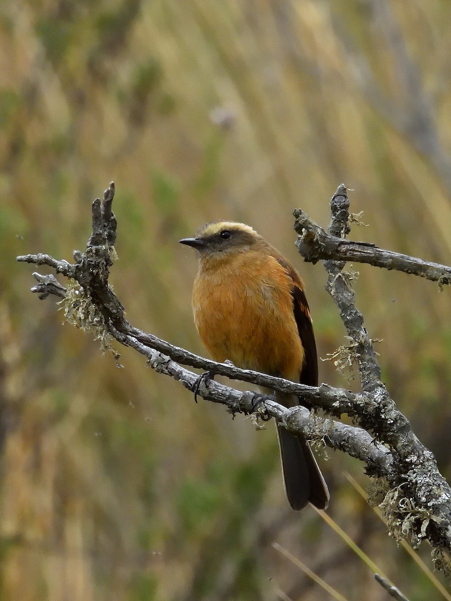 Brown-backed Chat-Tyrant - ML643196544