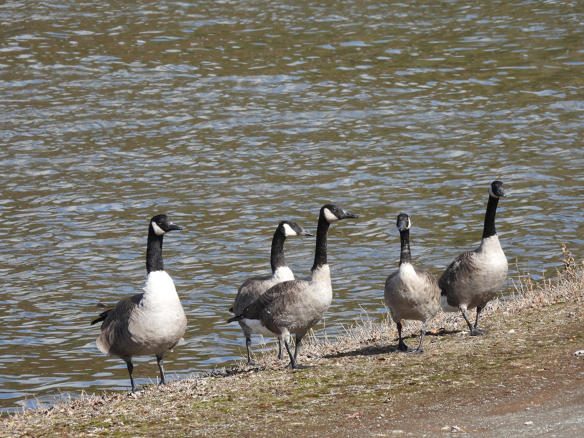 Branta kanadar handia - ML643196553