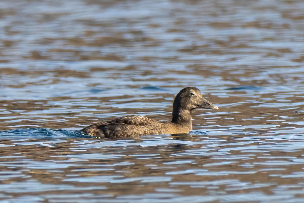 Common Eider - ML643196558