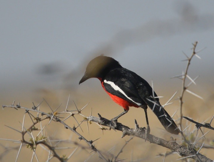 Crimson-breasted Gonolek - ML643196559