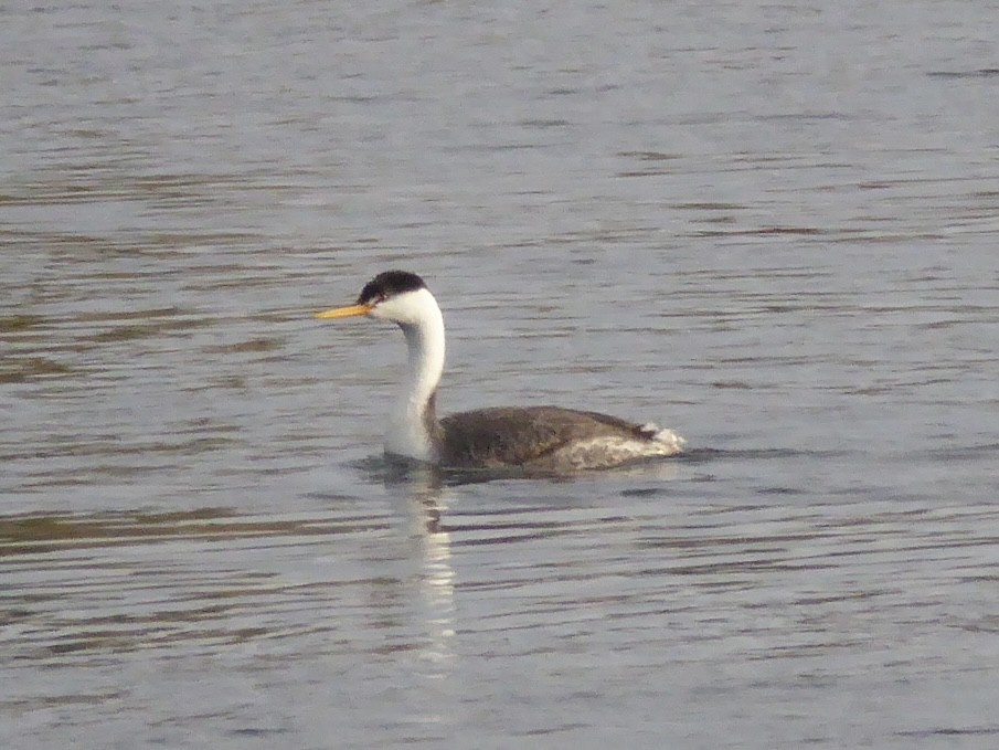 Clark's Grebe - ML643196560
