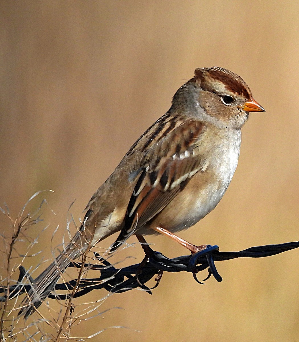 White-crowned Sparrow - ML643196564