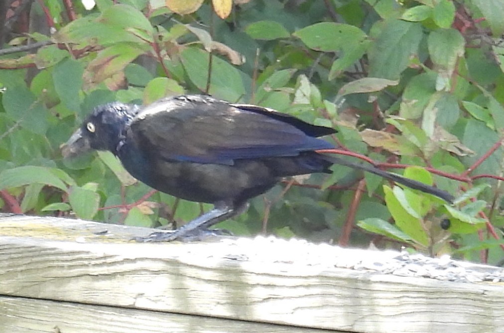 Common Grackle - ML643196570