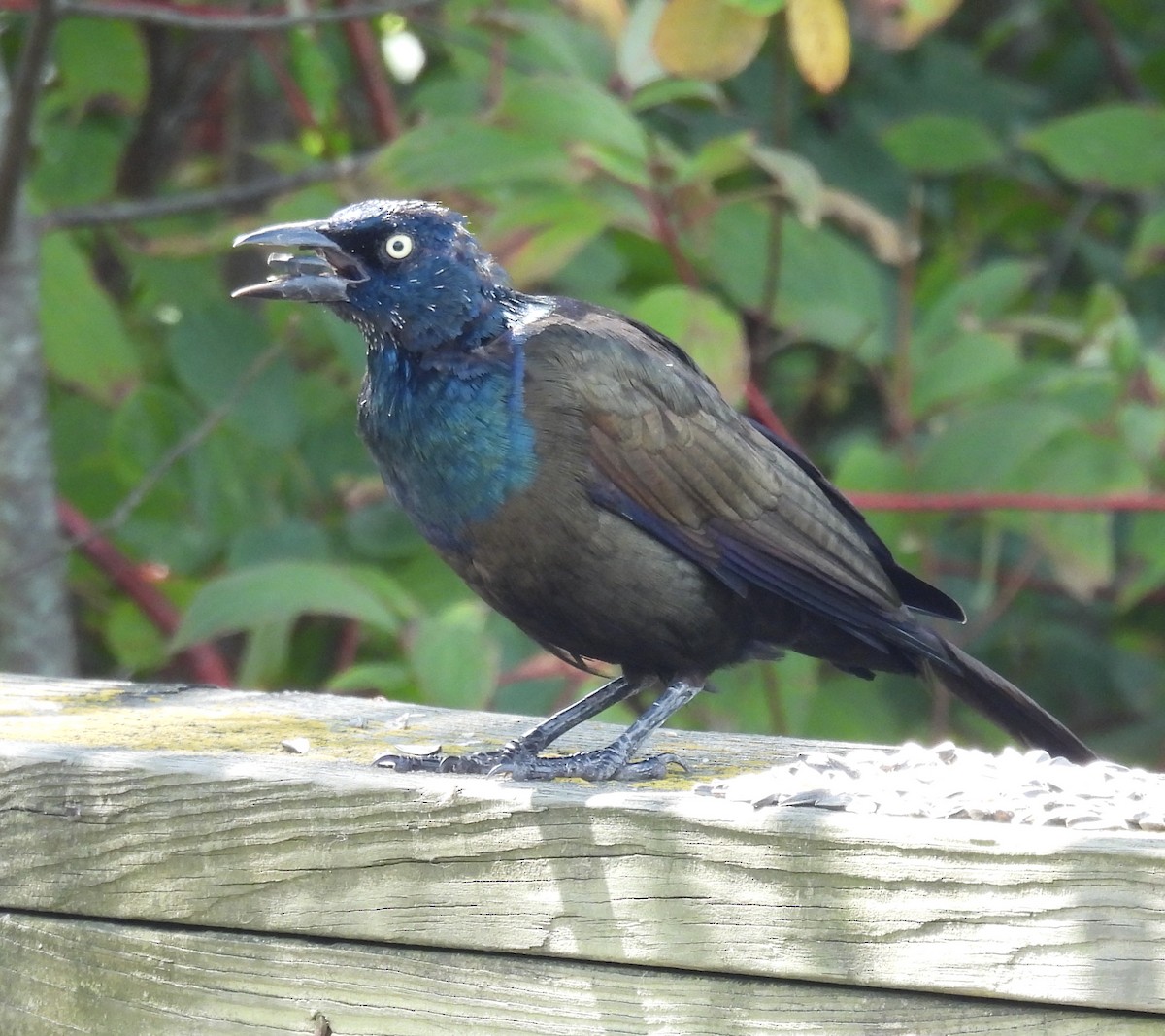Common Grackle - ML643196571