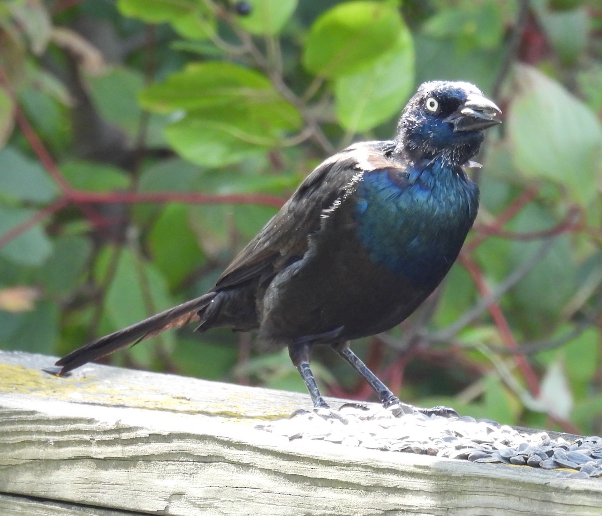 Common Grackle - ML643196573
