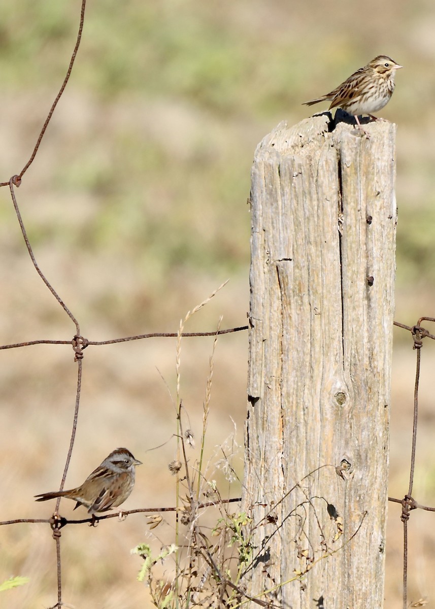 Swamp Sparrow - ML643196577