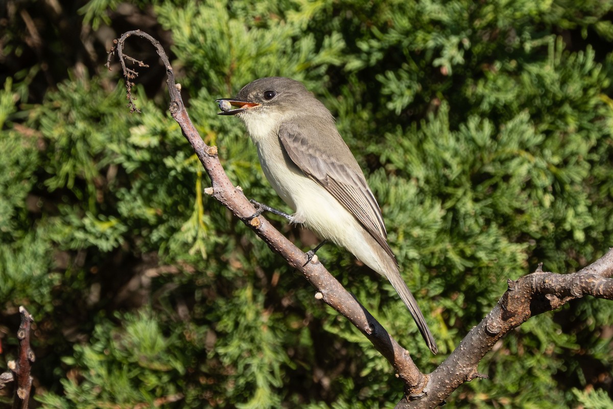 Eastern Phoebe - ML643196580