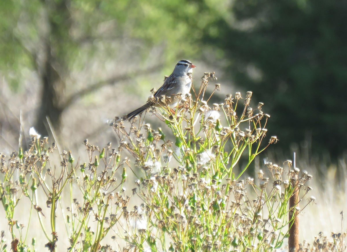 White-crowned Sparrow - ML643196584