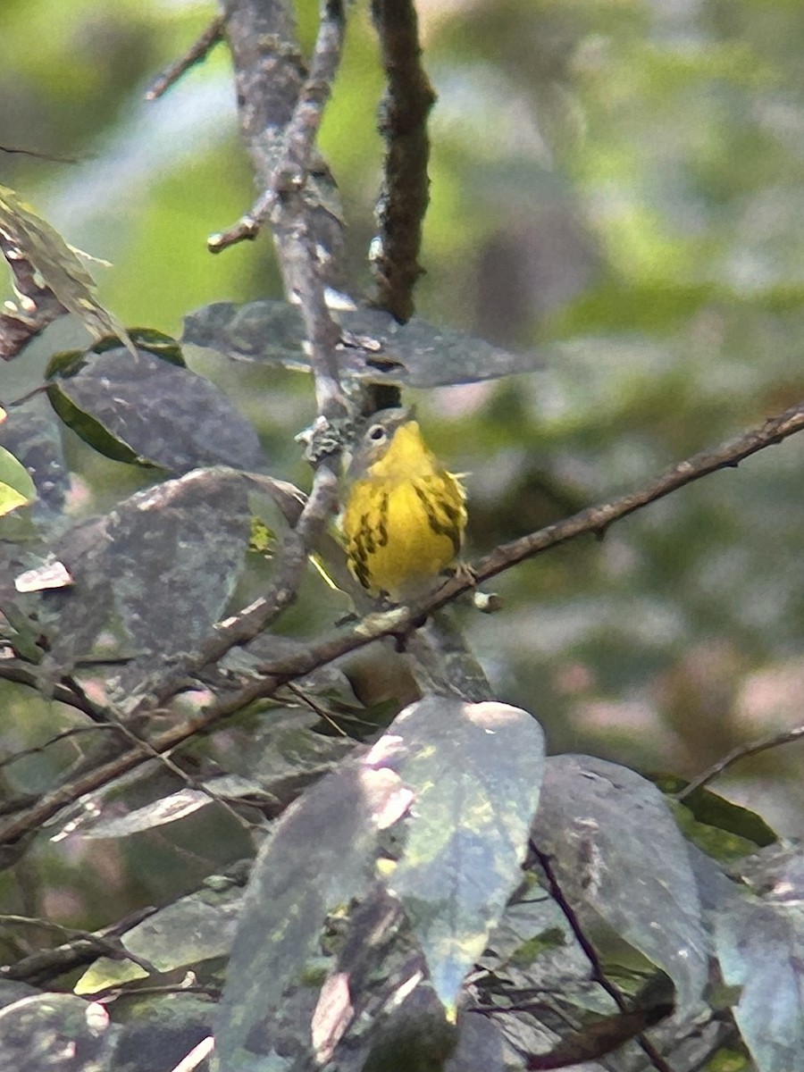 Magnolia Warbler - ML643196585