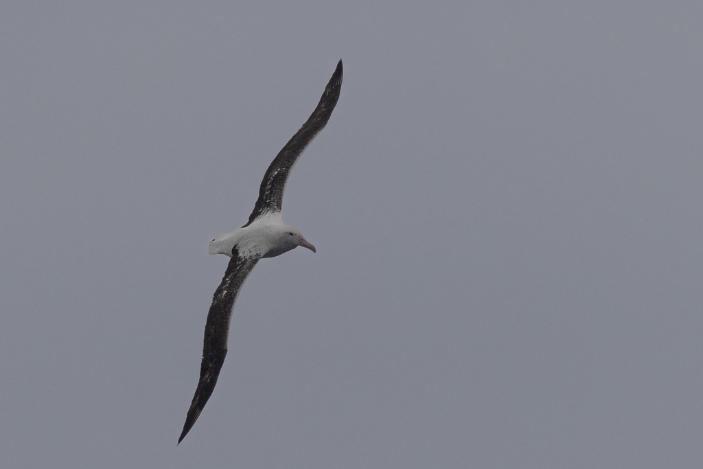 Southern Royal Albatross - ML643196609