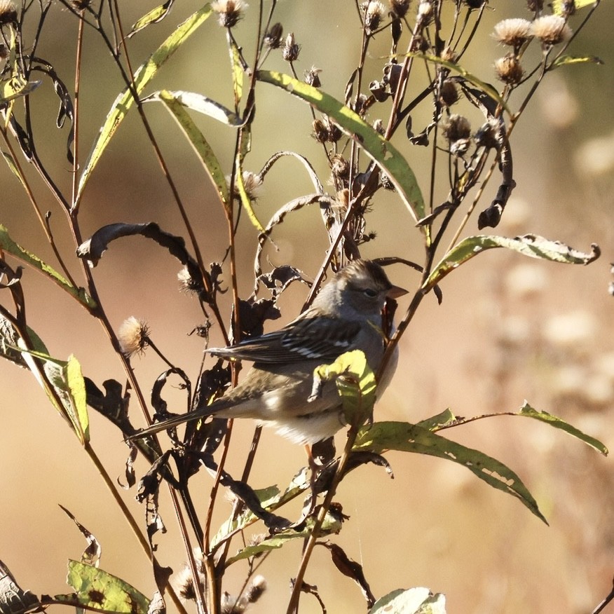 White-crowned Sparrow - ML643196612