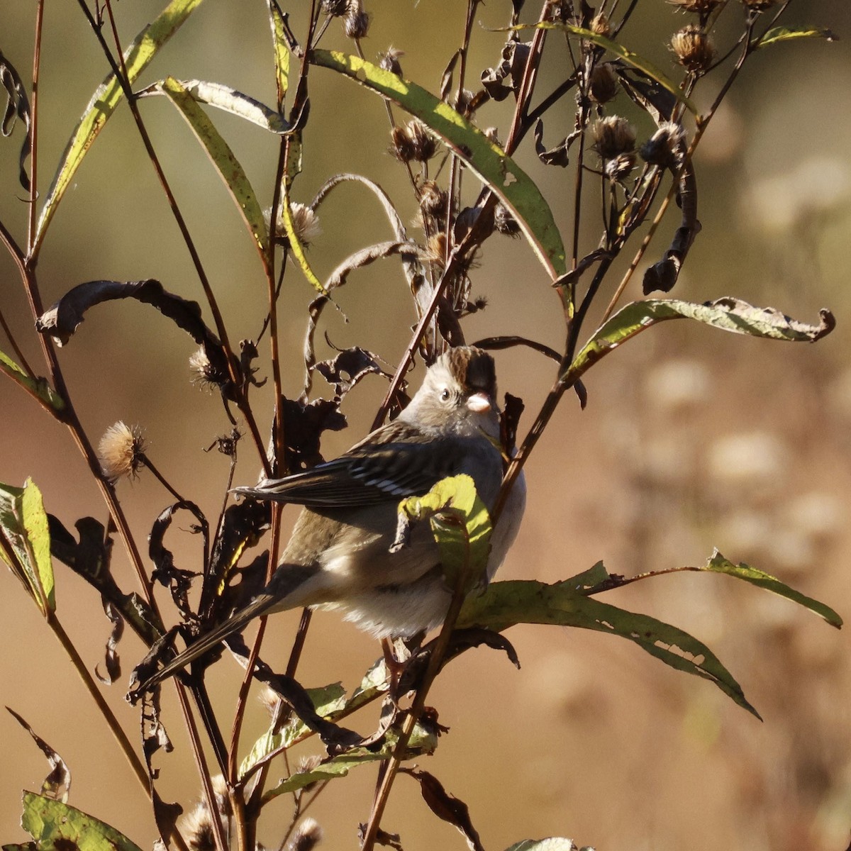 White-crowned Sparrow - ML643196613