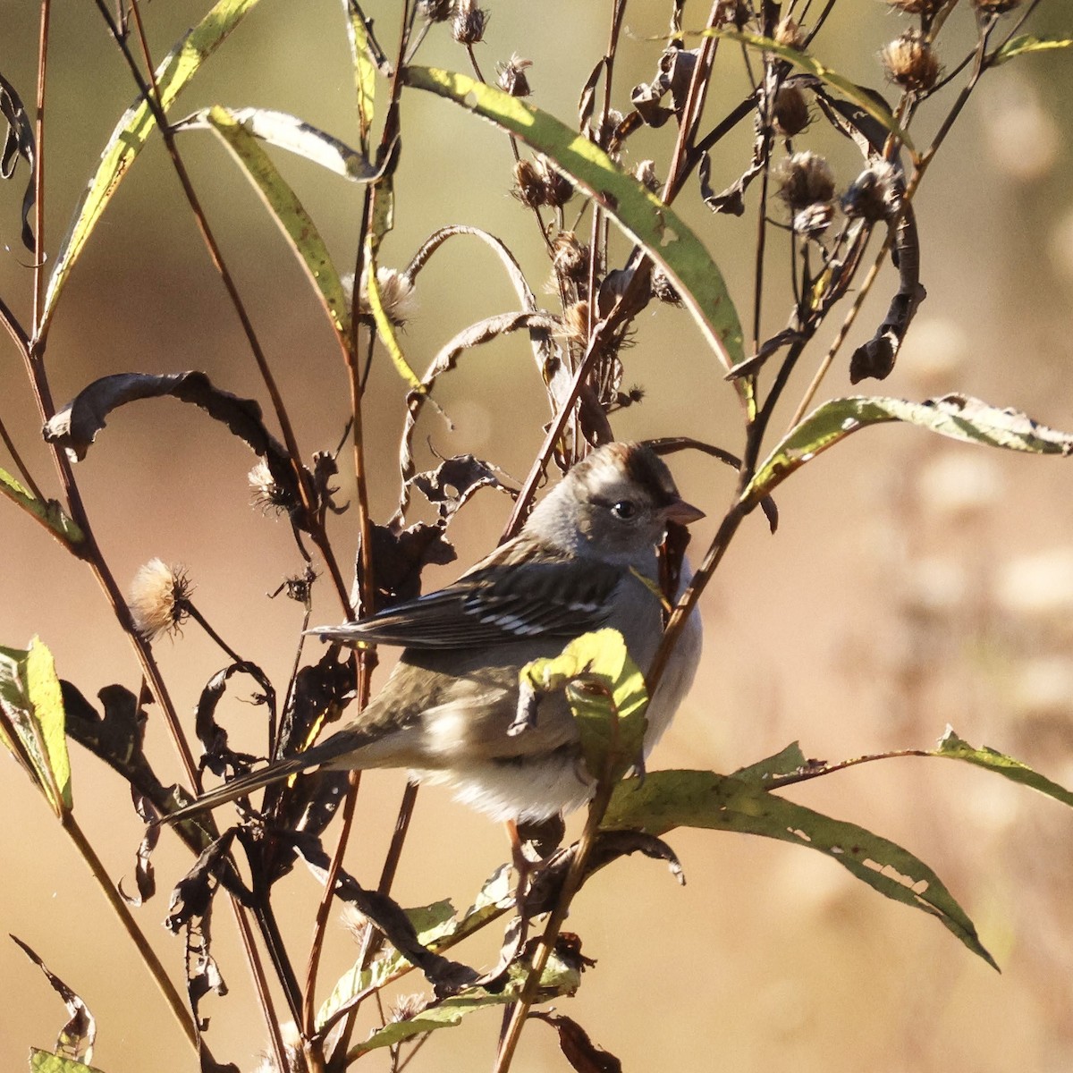 White-crowned Sparrow - ML643196614