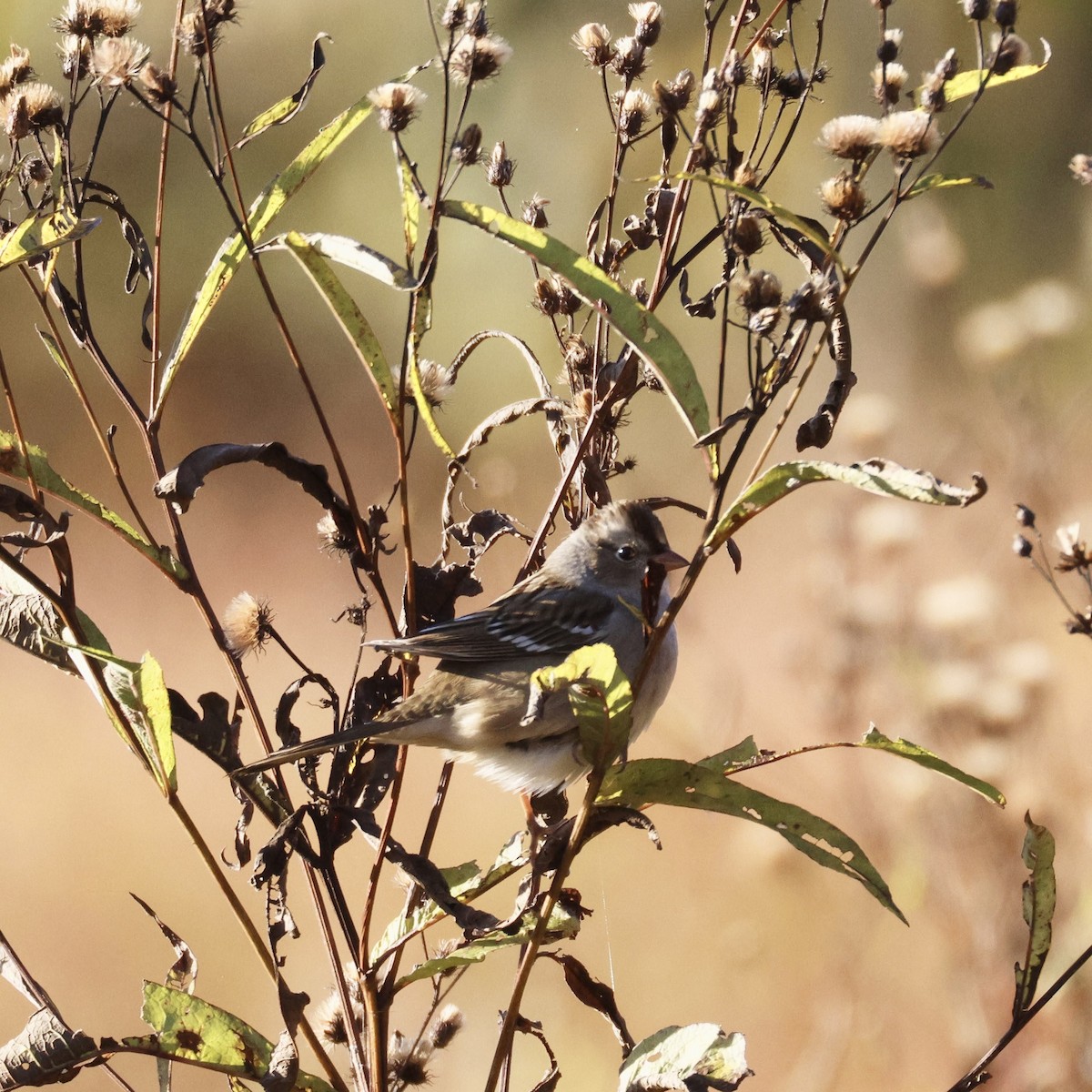 White-crowned Sparrow - ML643196615