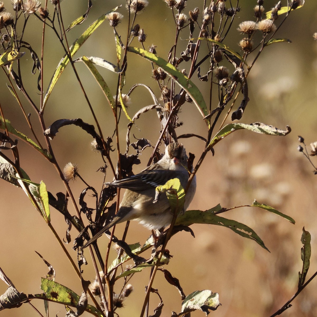 White-crowned Sparrow - ML643196616