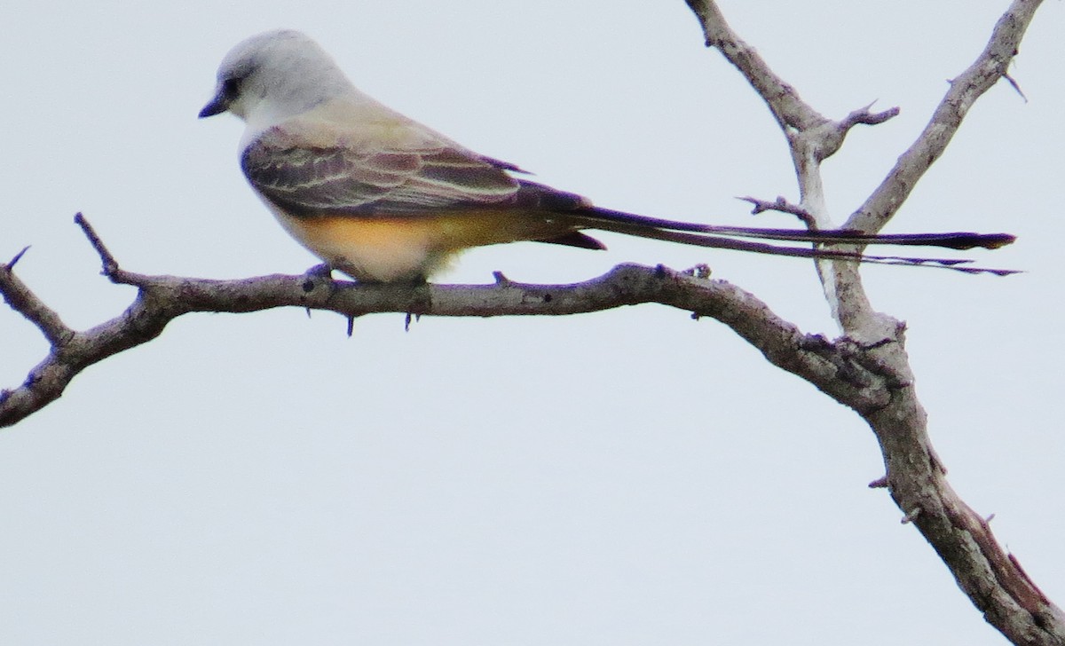 Scissor-tailed Flycatcher - ML643196631